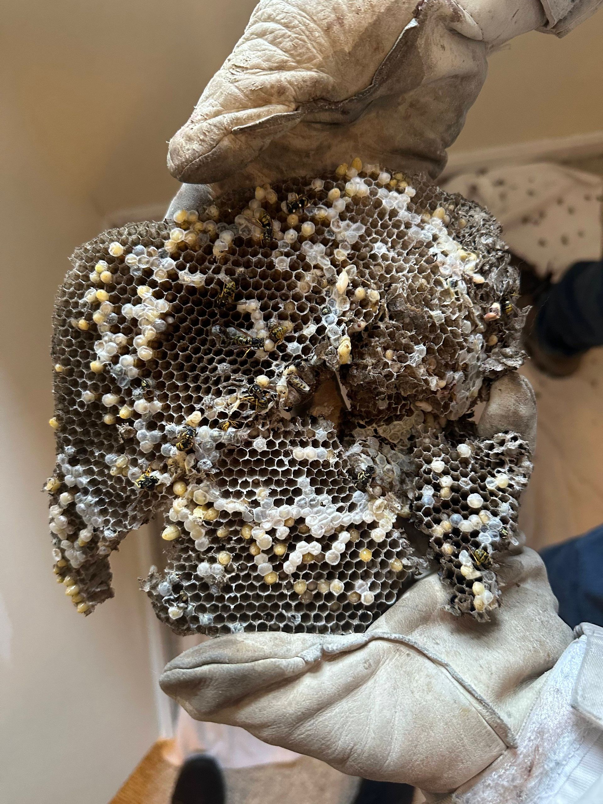 Yellow Jacket Nest Removal