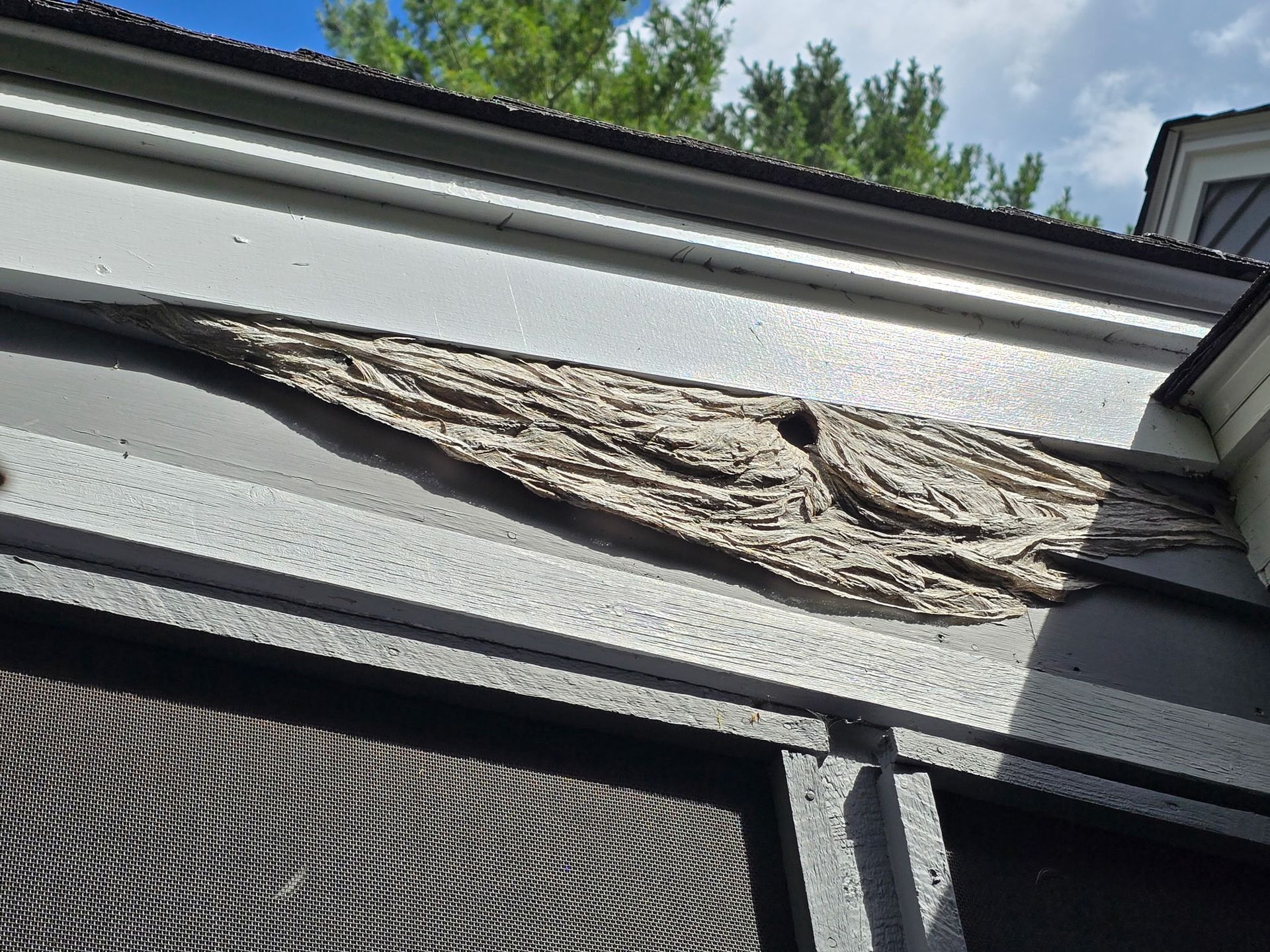 Manchester, NH Unusual Hornet Nest Removal