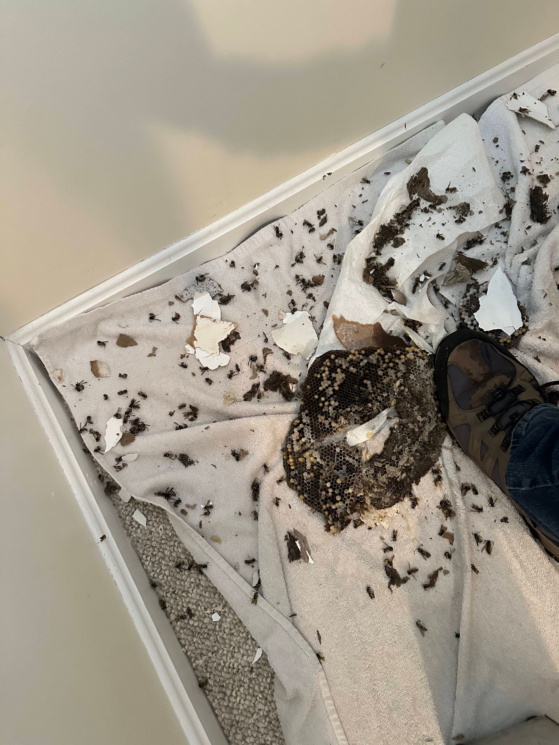 Yellow Jacket Nest Removal