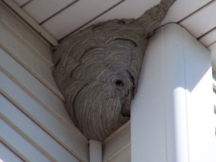 Wasp Nest -  Pest Library of Pest Specialists, LLC