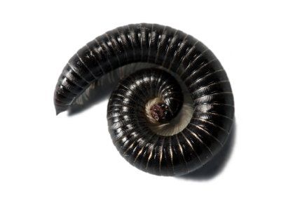 Millipede -  Pest Library of Pest Specialists, LLC