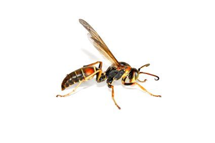 Wasp and Hornet Extermination