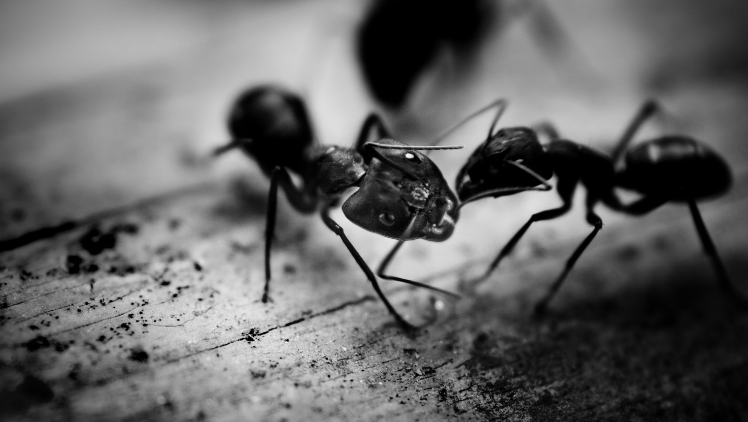 Pest Control Newmarket, NH - Ants