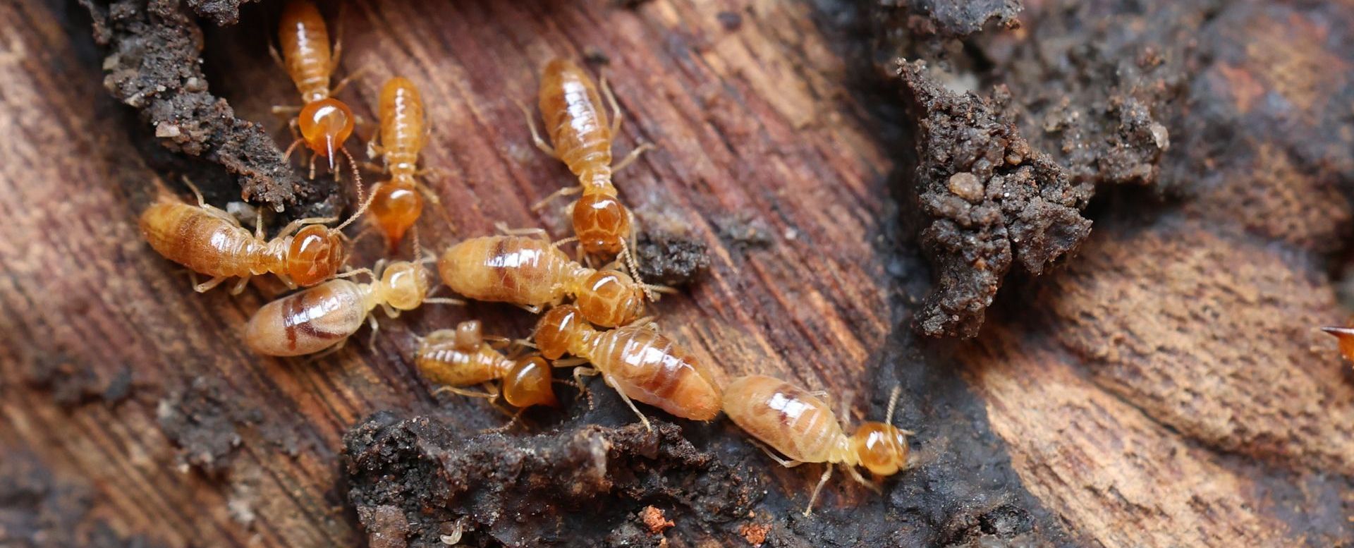 Termite Control in Hampstead, NH