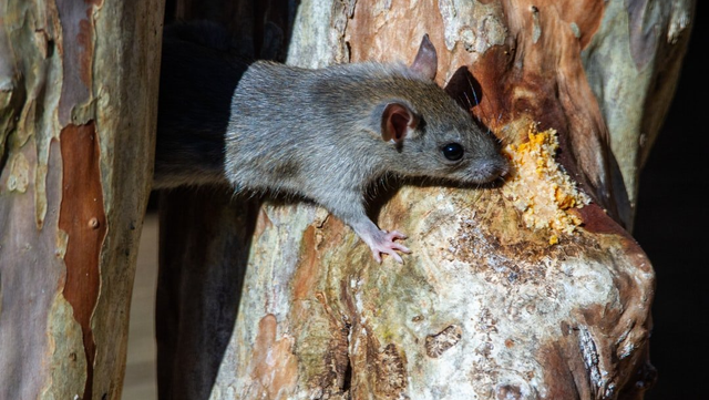 Mice Are Gross: The Dangers of Ignoring a Rodent Control Problem