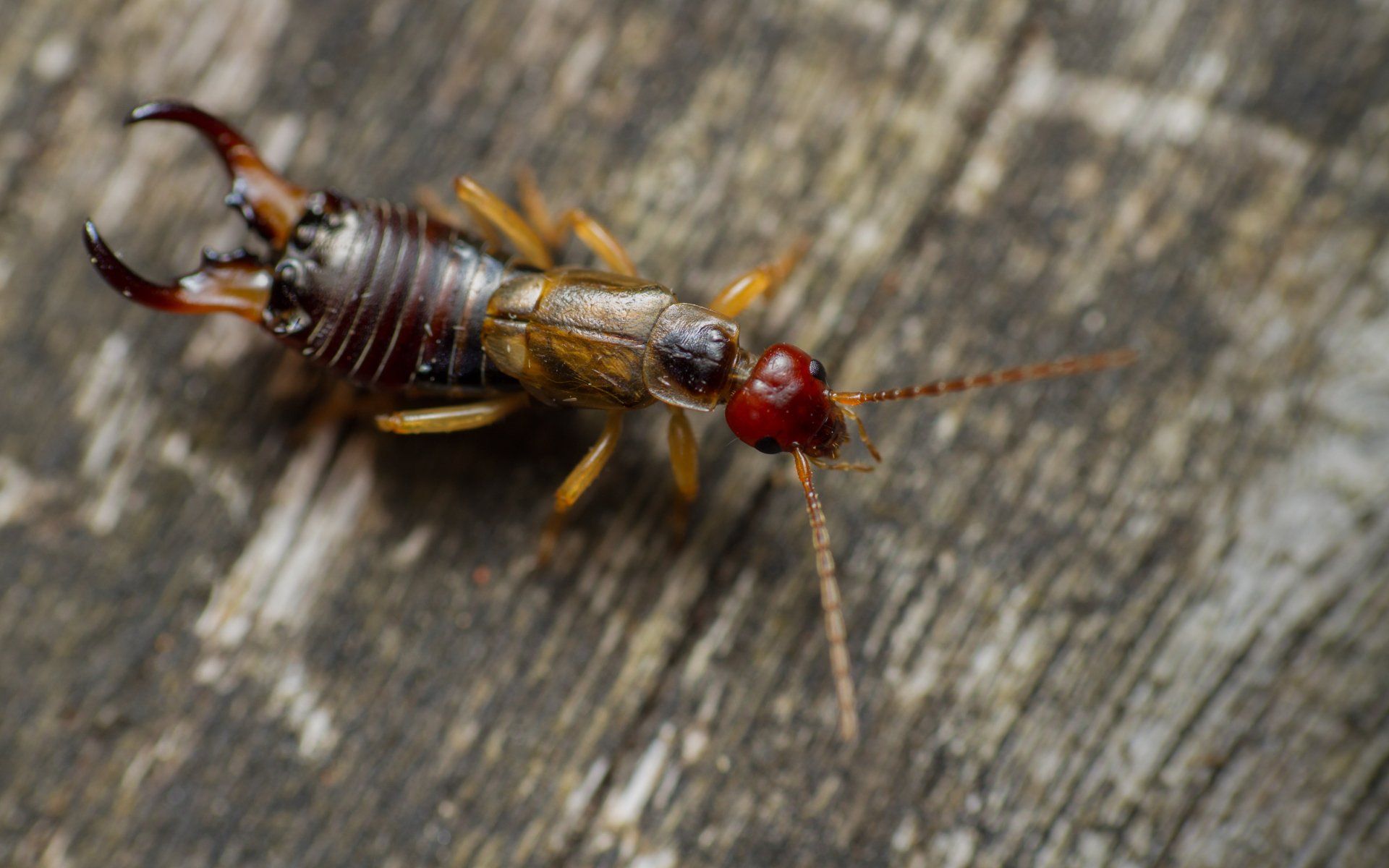 Earwig Exterminating Services