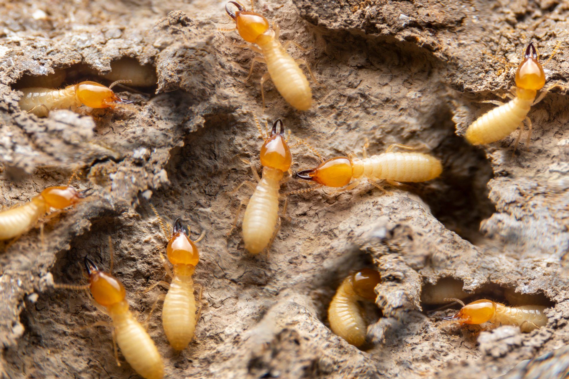 Termites -  Pest Library of Pest Specialists, LLC