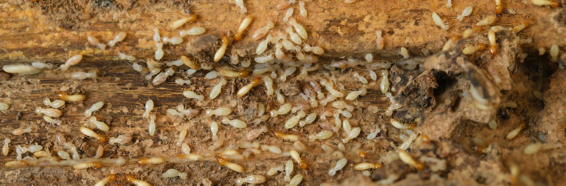 Termite Swarms | What to Do When You Spot Them
