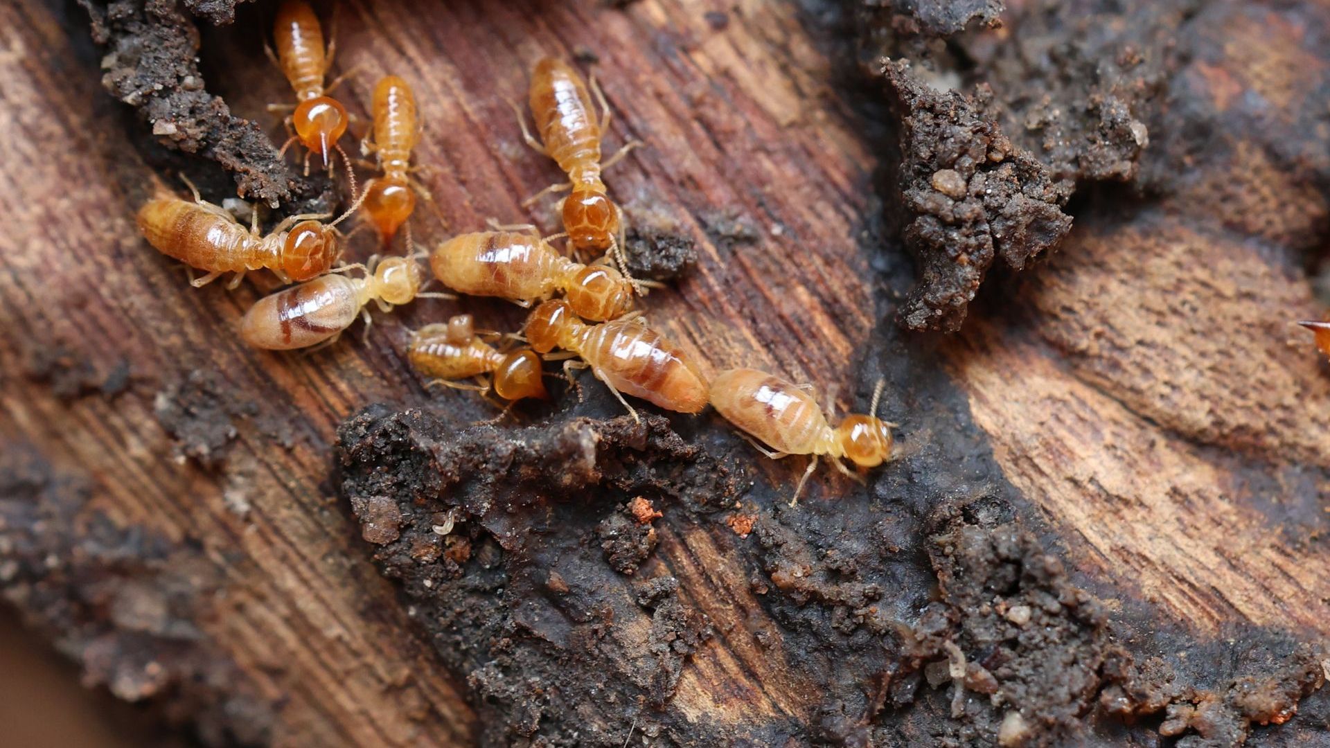 Termites causing damage