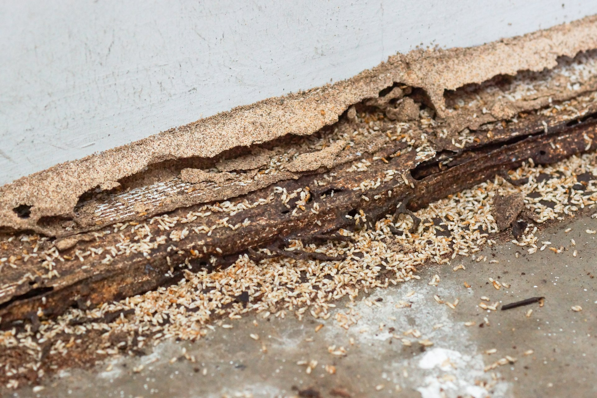 Termite Control Andover, MA