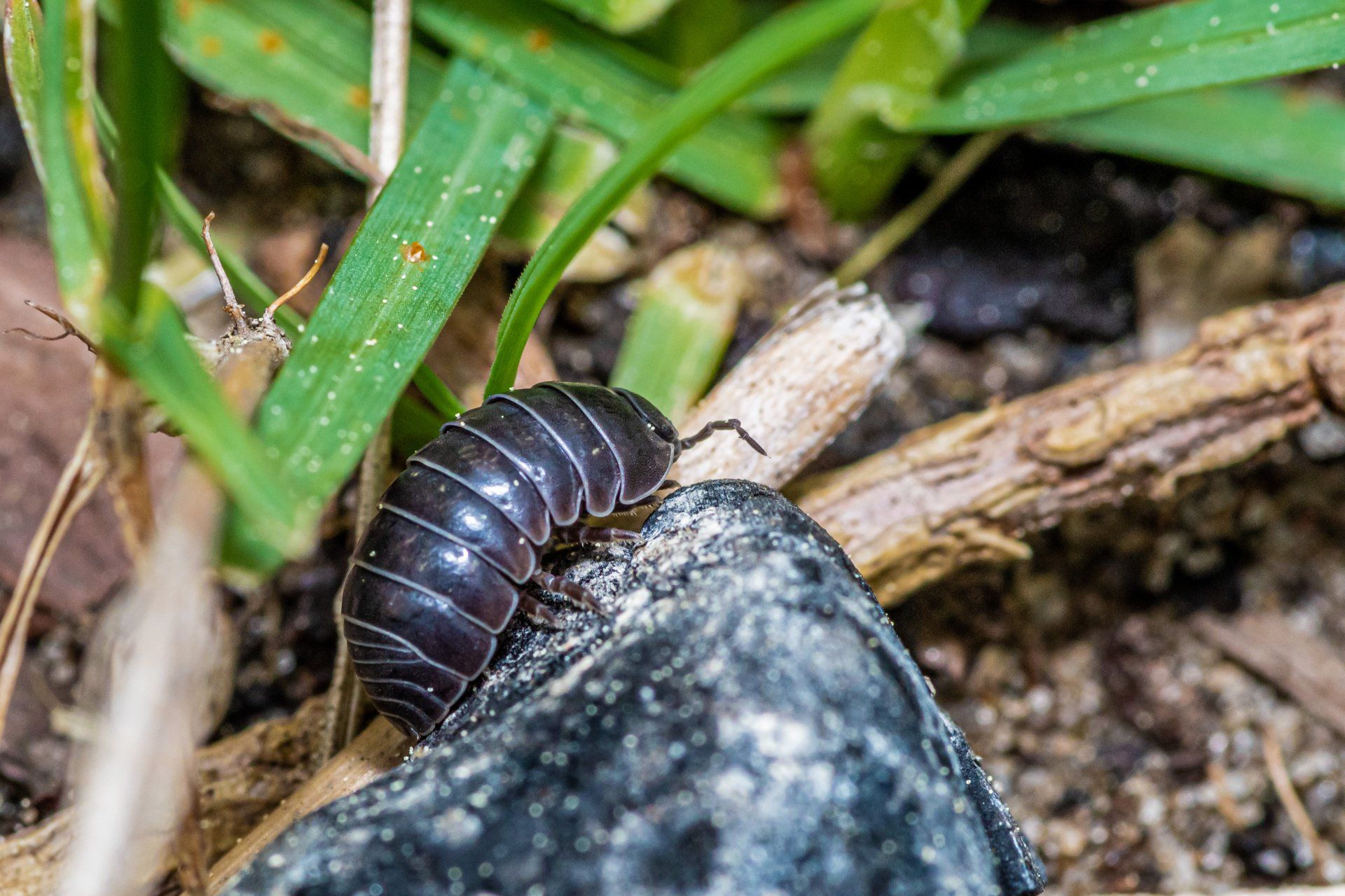 Pill Bug -  Pest Library of Pest Specialists, LLC
