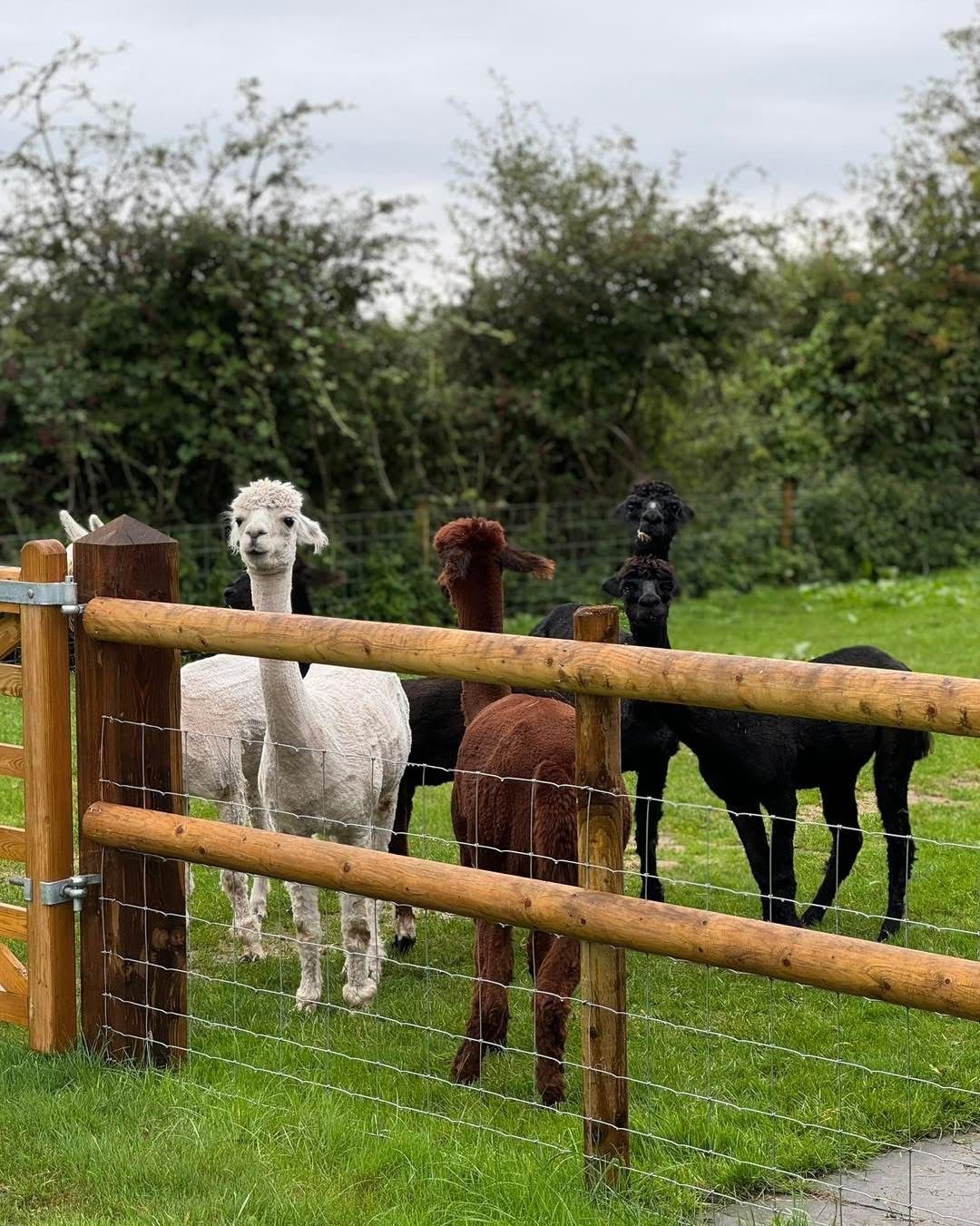  Kennedy Bolton Projects Ltd | Agricultural Fencing Somerset
