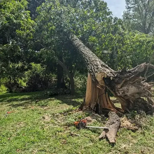 Fallen tree on grassy ground, chainsaw nearby. Green foliage in background, sunny day.