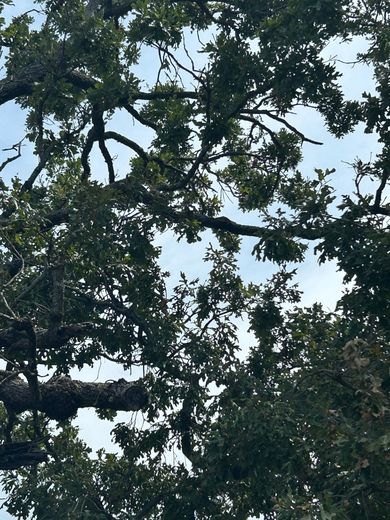Branches and green leaves of a tree against a partly cloudy sky.