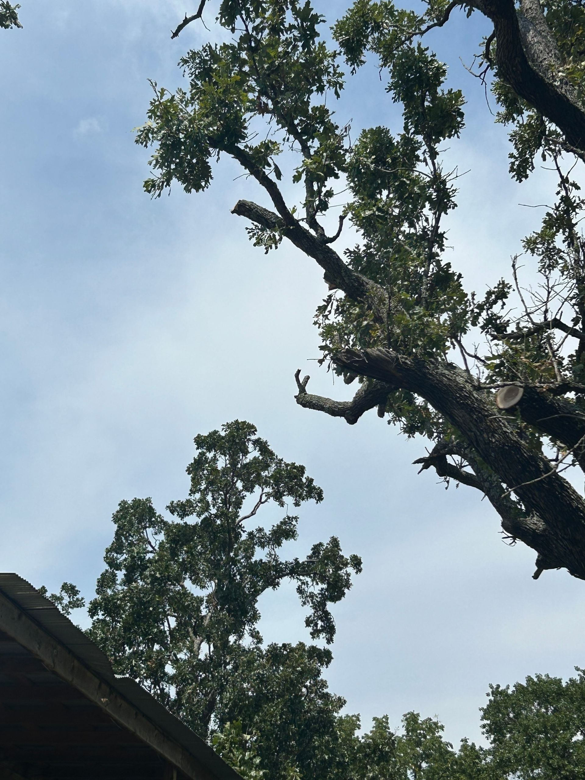 Tree branches with green leaves against a cloudy sky. The corner of a roof is visible.
