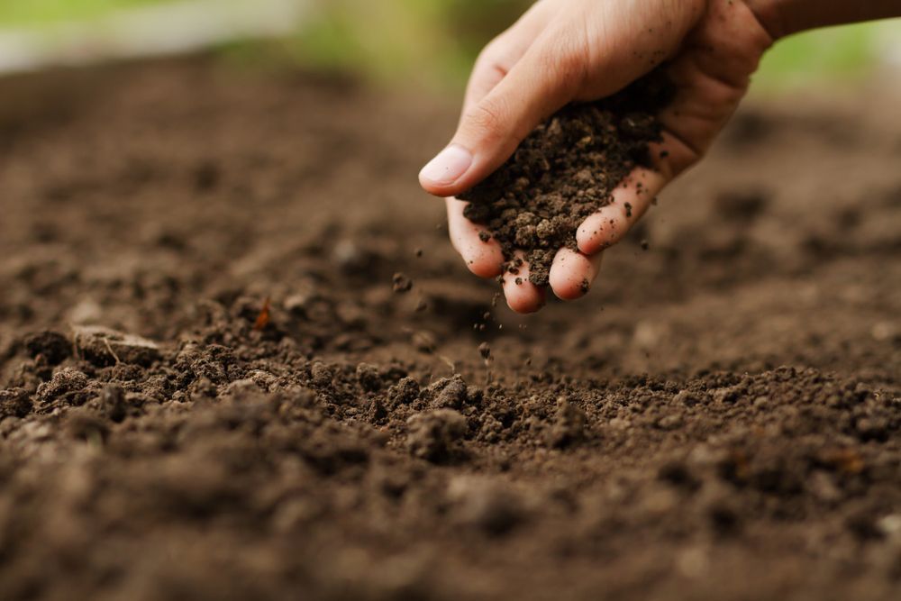A Hand Holds and Gently Sprinkles Rich, Dark Soil — Environment Restoration Solutions in Coffs Harbour, NSW