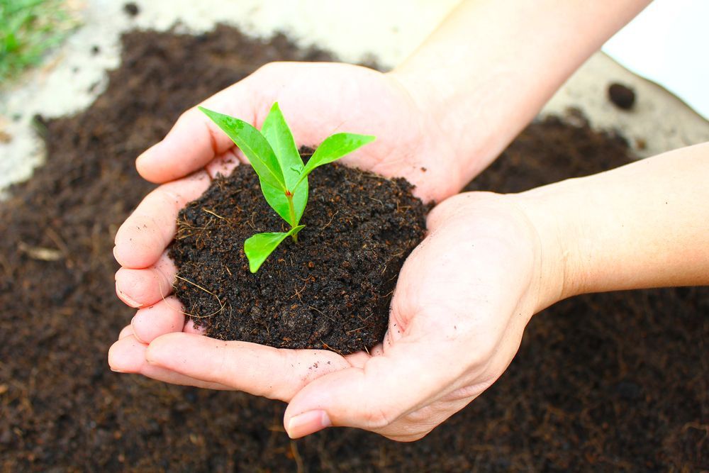 Two Hands Cupped Together Hold a Small Green Seedling Sprouting — Environment Restoration Solutions in Waterview Heights, NSW