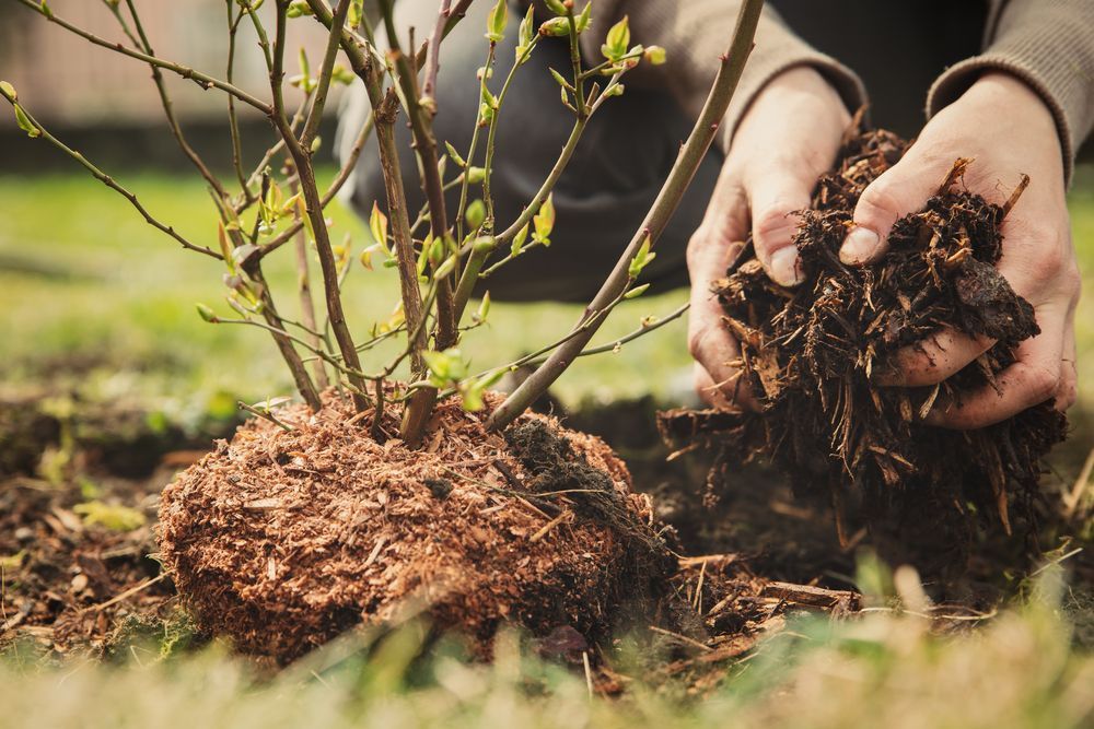 Hands Apply Dark Brown Mulch Around the Base of a Small Plant — Environment Restoration Solutions in Waterview Heights, NSW