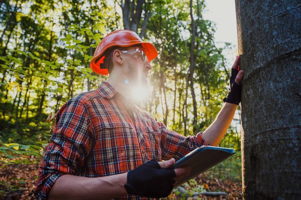 A Forester Examining a Tree in a Sunlit Forest — Environment Restoration Solutions in Waterview Heights, NSW