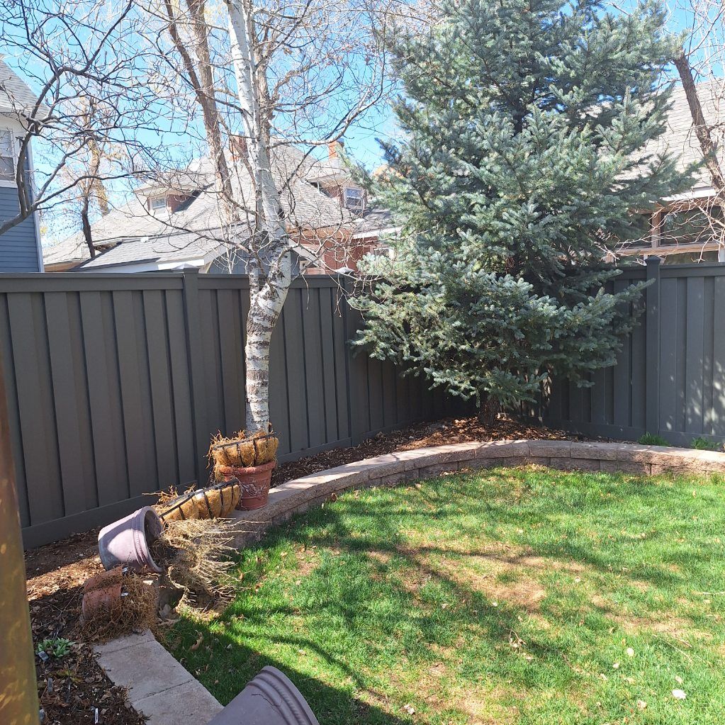 Backyard scene: gray fence, birch and evergreen trees, grass, brick border, blue sky.