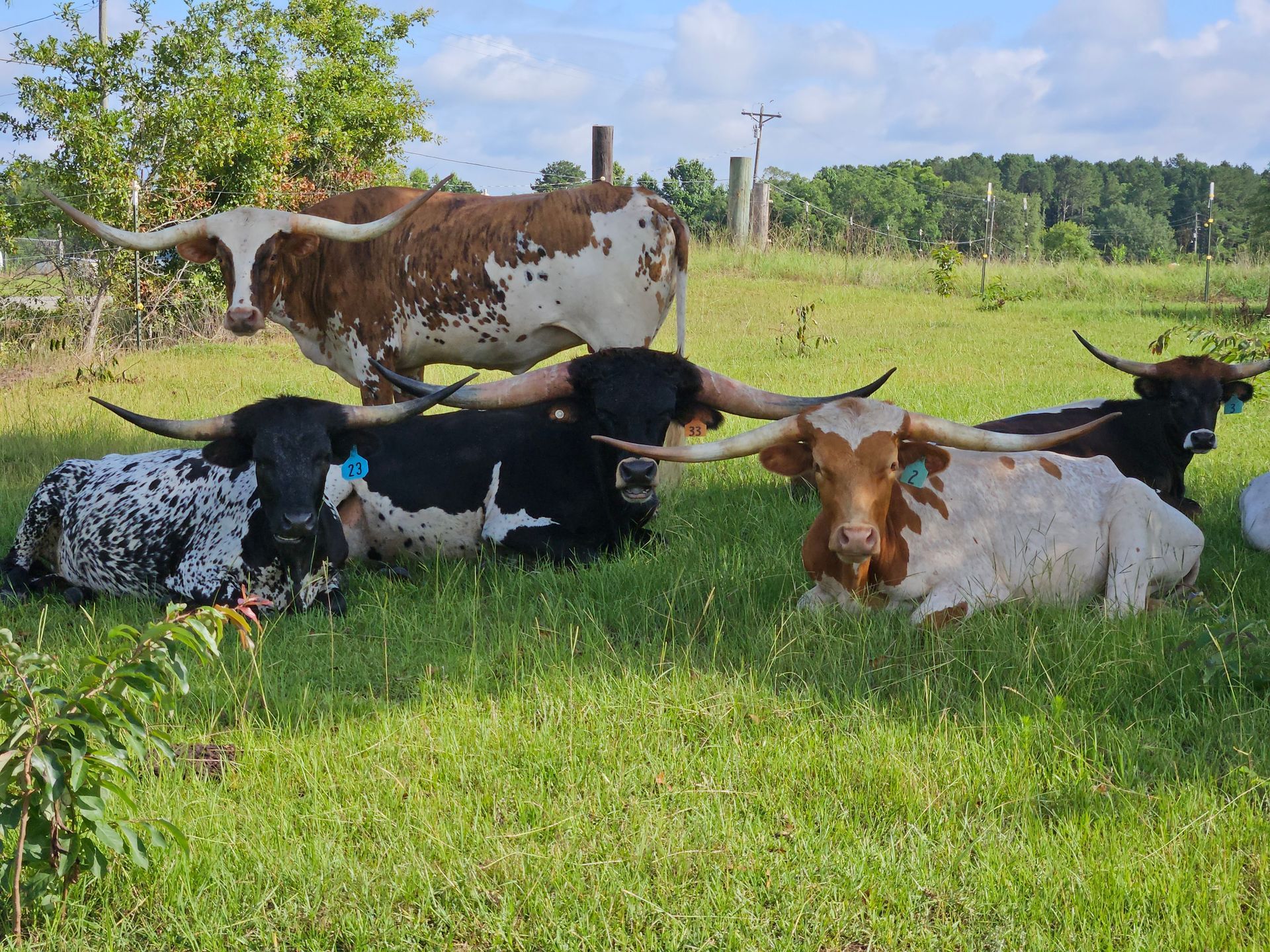 Texas Longhorn cattle resting in a grassy field on a sunny day.