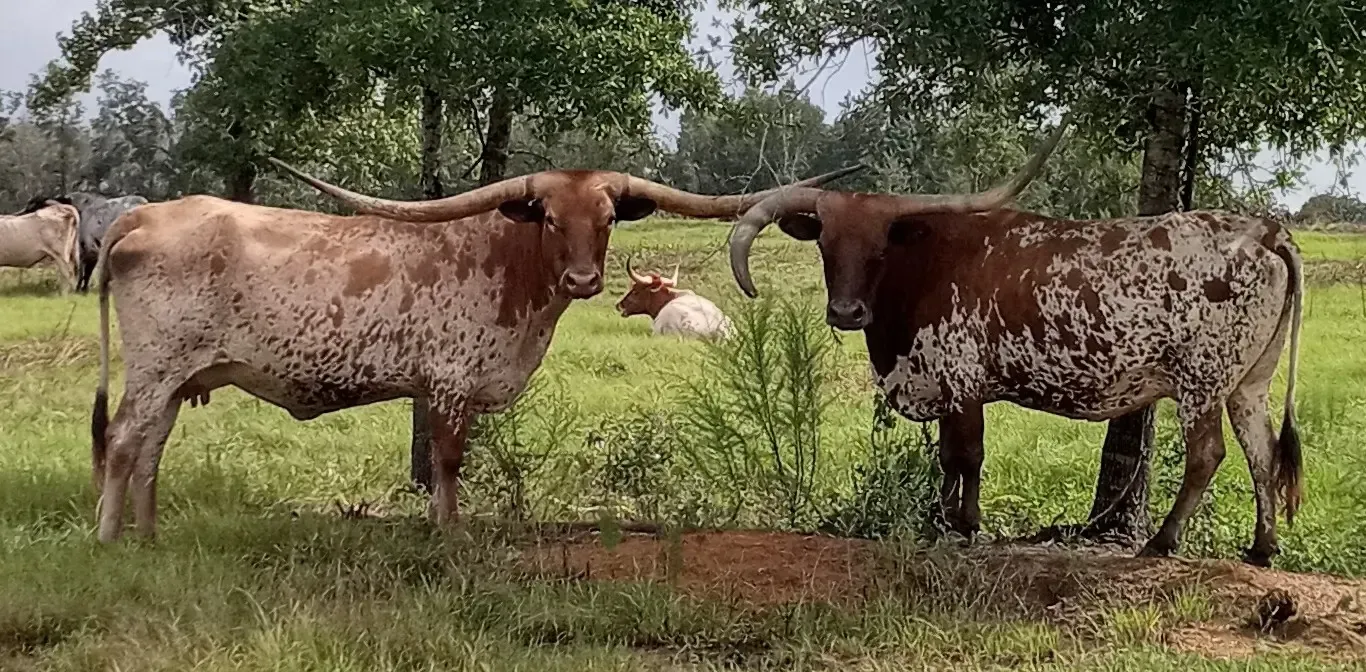Two longhorn cattle stand in a grassy field, their horns curving outwards.