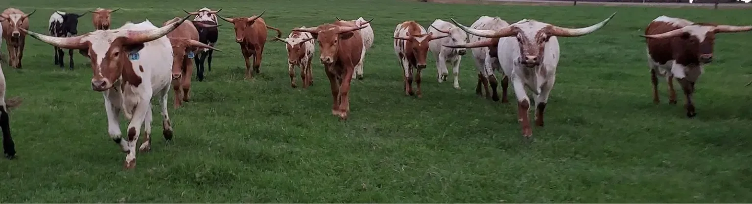Herd of longhorn cattle grazing in a green pasture, some with large horns.