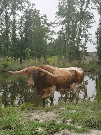 Longhorn bull standing in a pond with horns spread wide, brown and white coat, trees in the background.