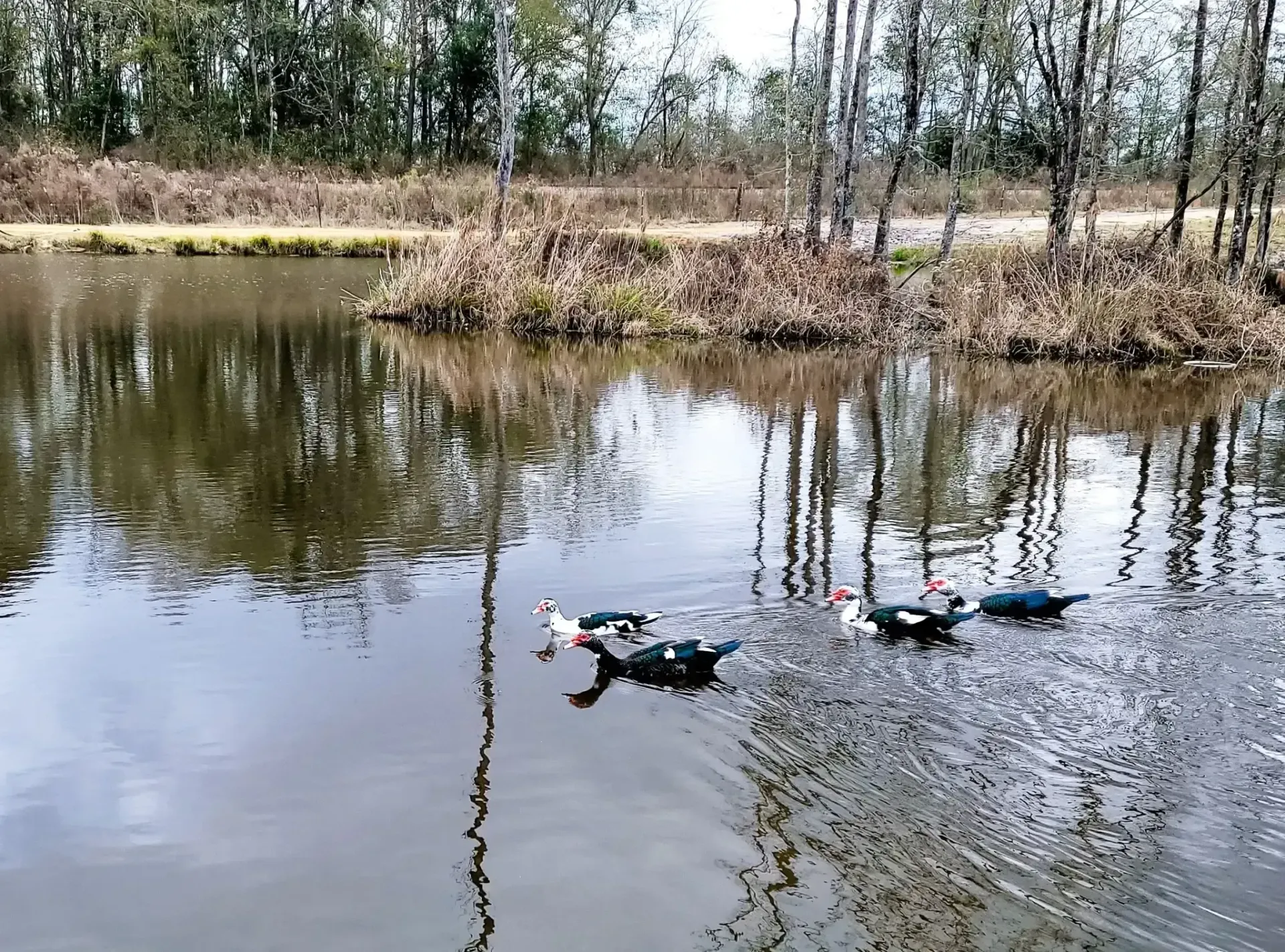 Ducks swimming in a pond with reflections of trees, tall grass, and a dark sky.