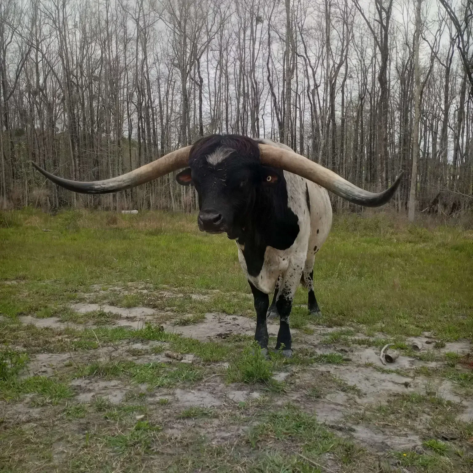 Longhorn steer with black and white markings stands in a grassy field with a wooded background.