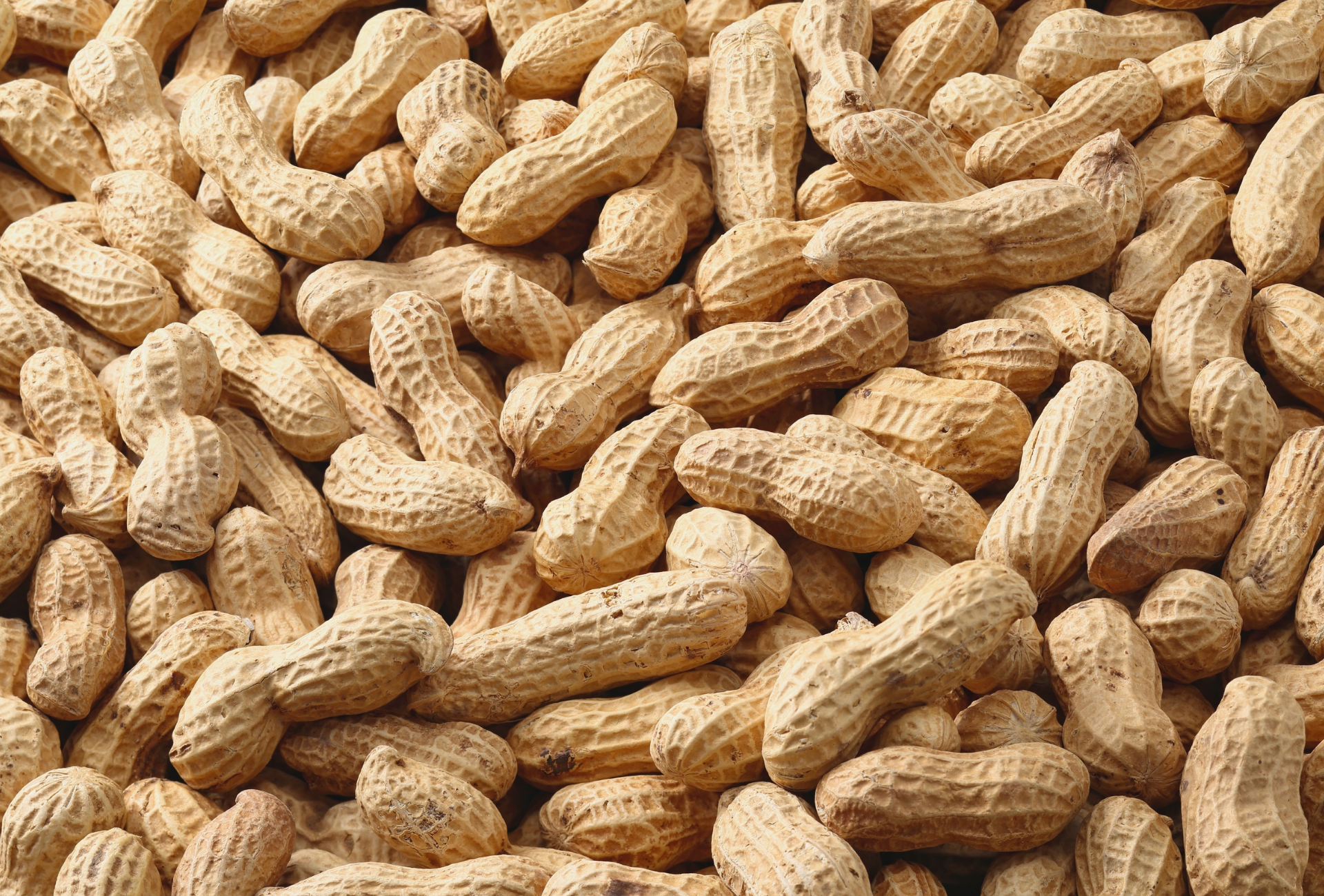 Pile of unpeeled peanuts with beige shells.