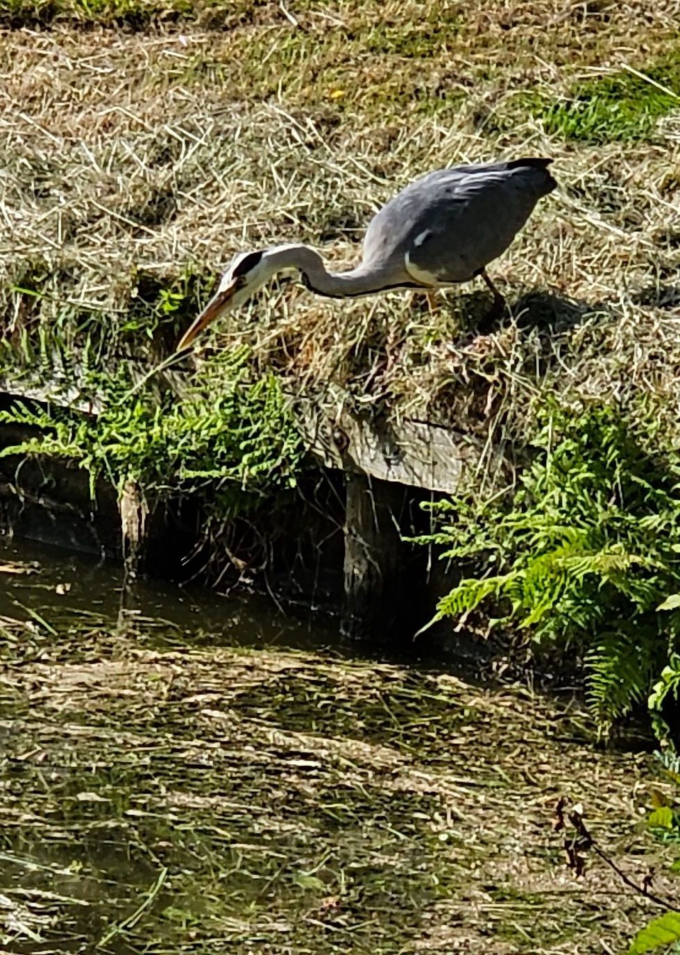 Nutuurhuisje aan het water Overijssel