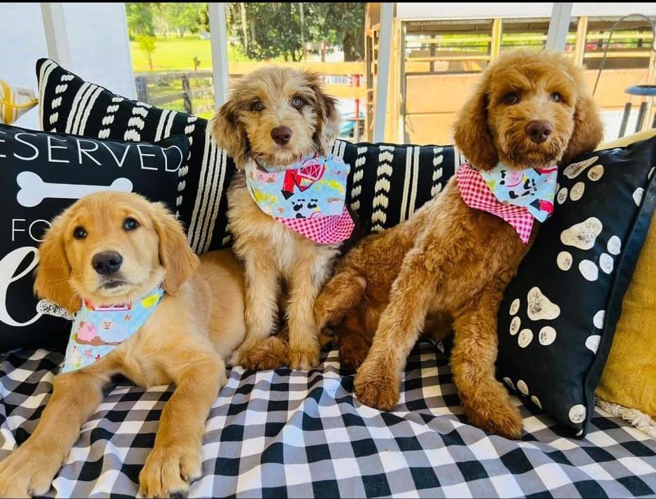 Puppies for sale near me