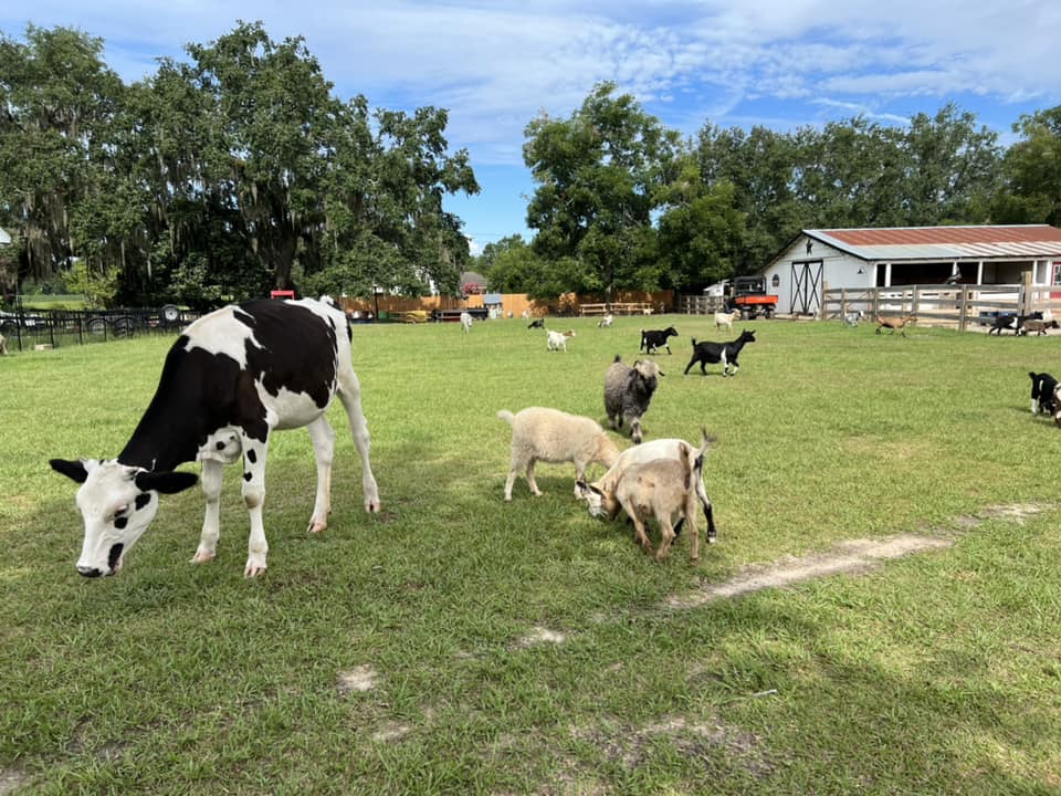 Meet the Animals at the Petting Farm 229-413-3242