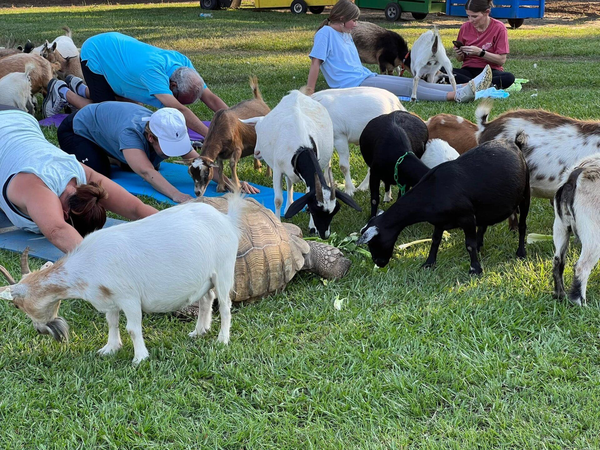 Goat Yoga Classes Valdosta GA