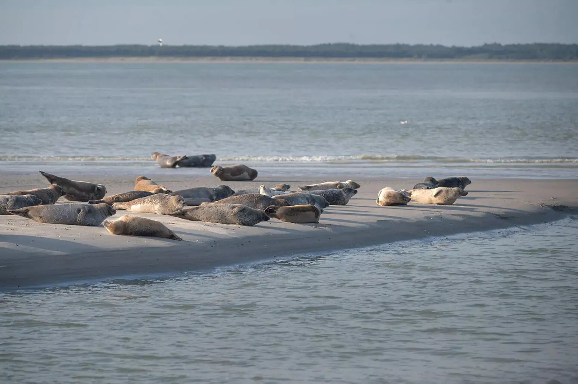 Phoques de la baie au Hourdel.