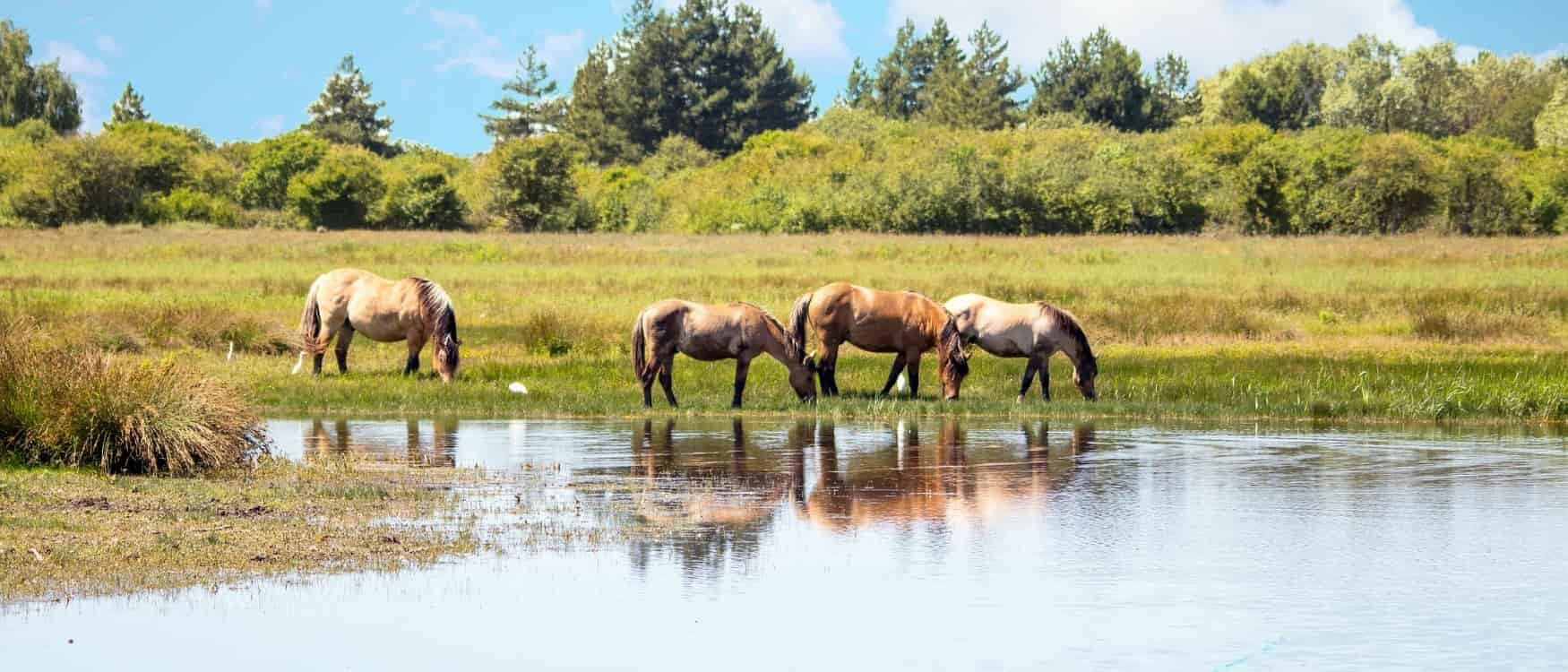 Chevaux dans la Baie de Somme