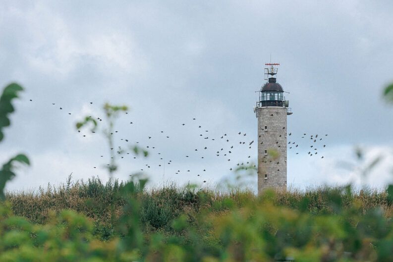 Phare sur la Côte d'Opale avec des oiseaux