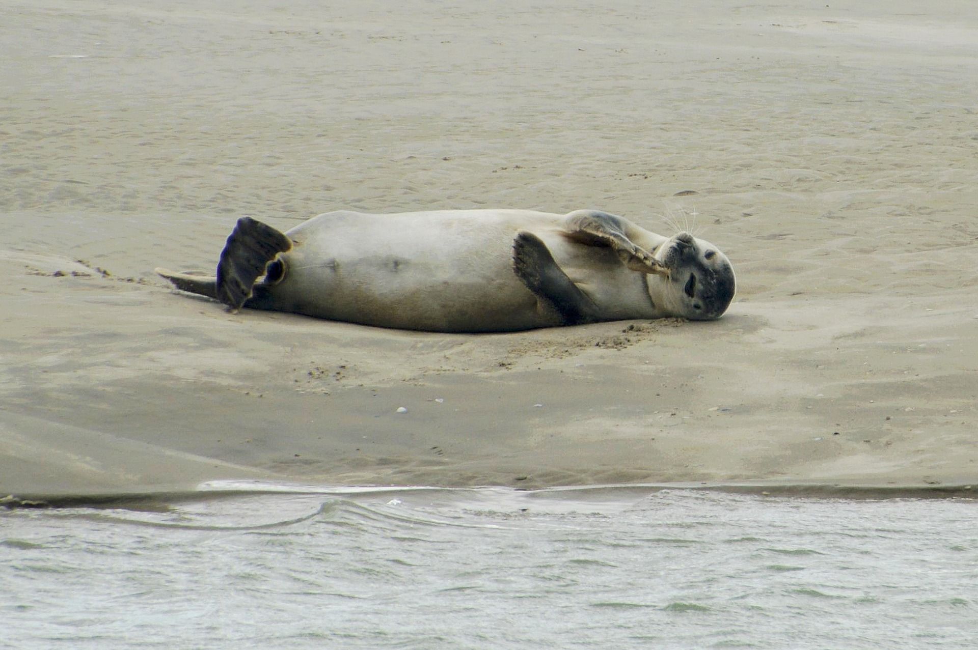 Phoque seul allongé sur le sable