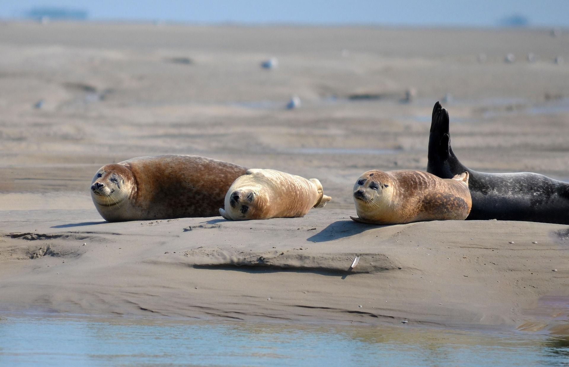 Des phoques allongés sur le sable