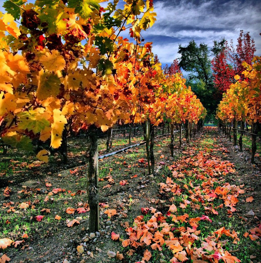 Vincent Arroyo Winery photo