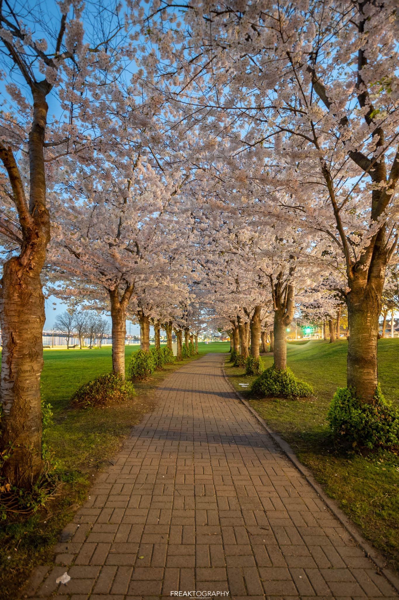 A brick walkway lined with cherry blossom trees in a park.