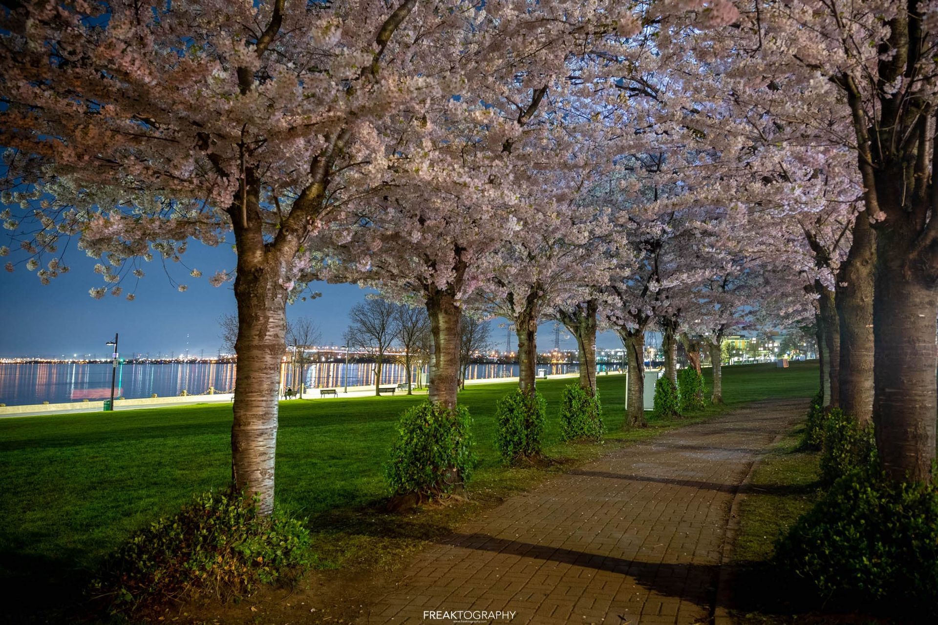 A row of cherry blossom trees along a path in a park at night.