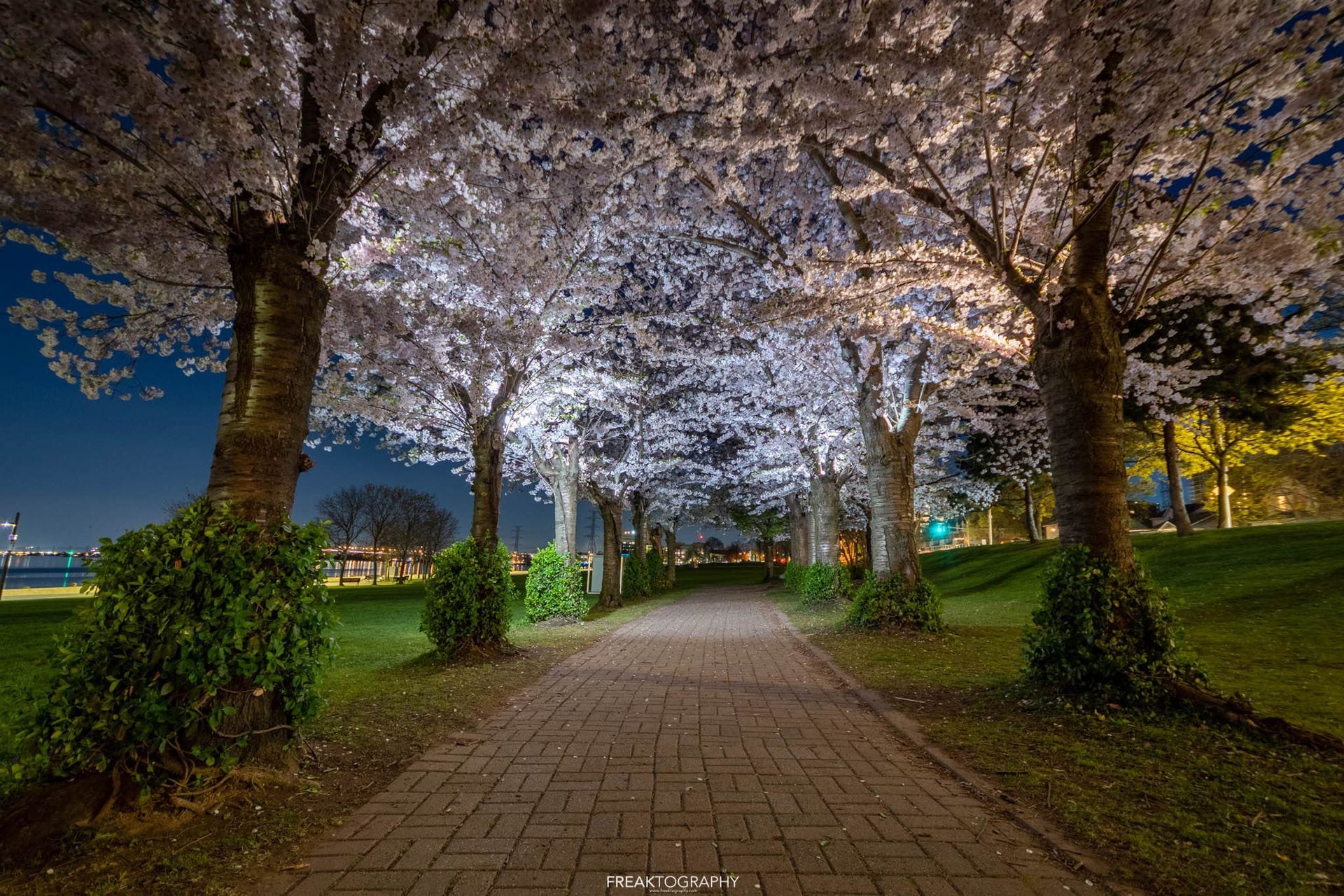A path in a park lined with cherry blossom trees at night.
