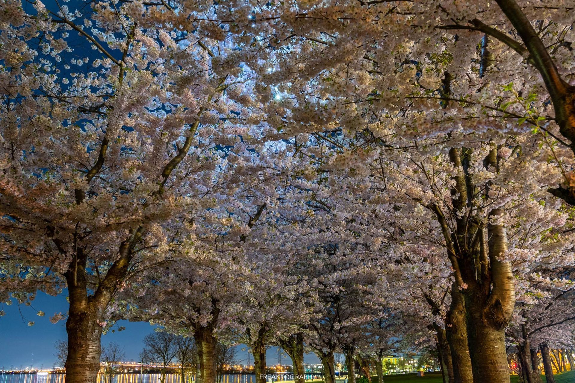 A row of cherry blossom trees lined up next to a body of water at night.