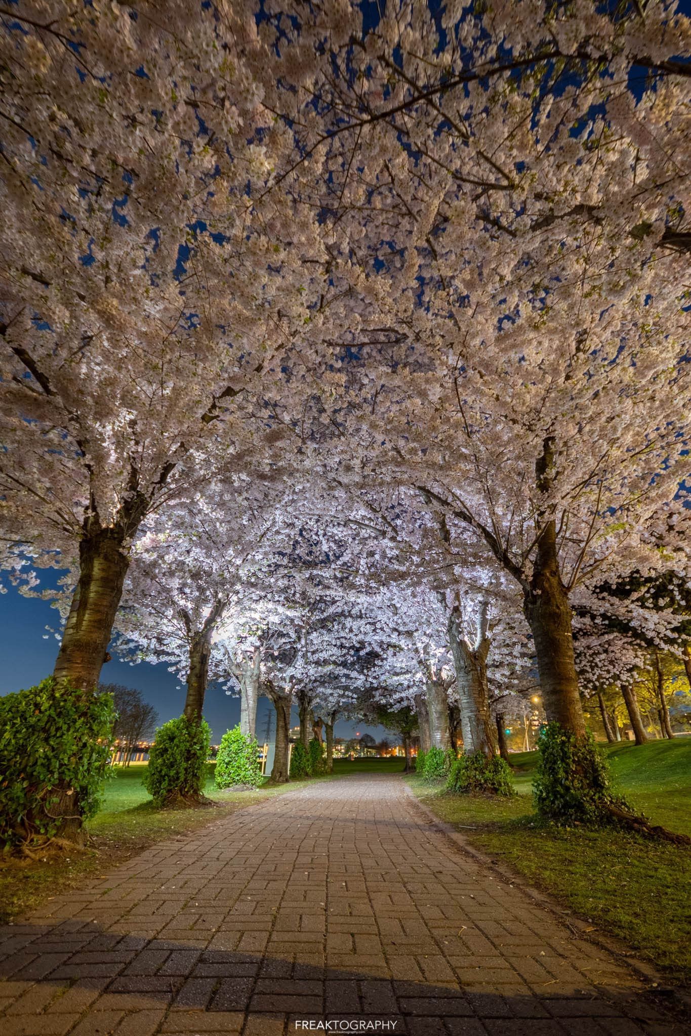 A path in a park lined with cherry blossom trees at night.