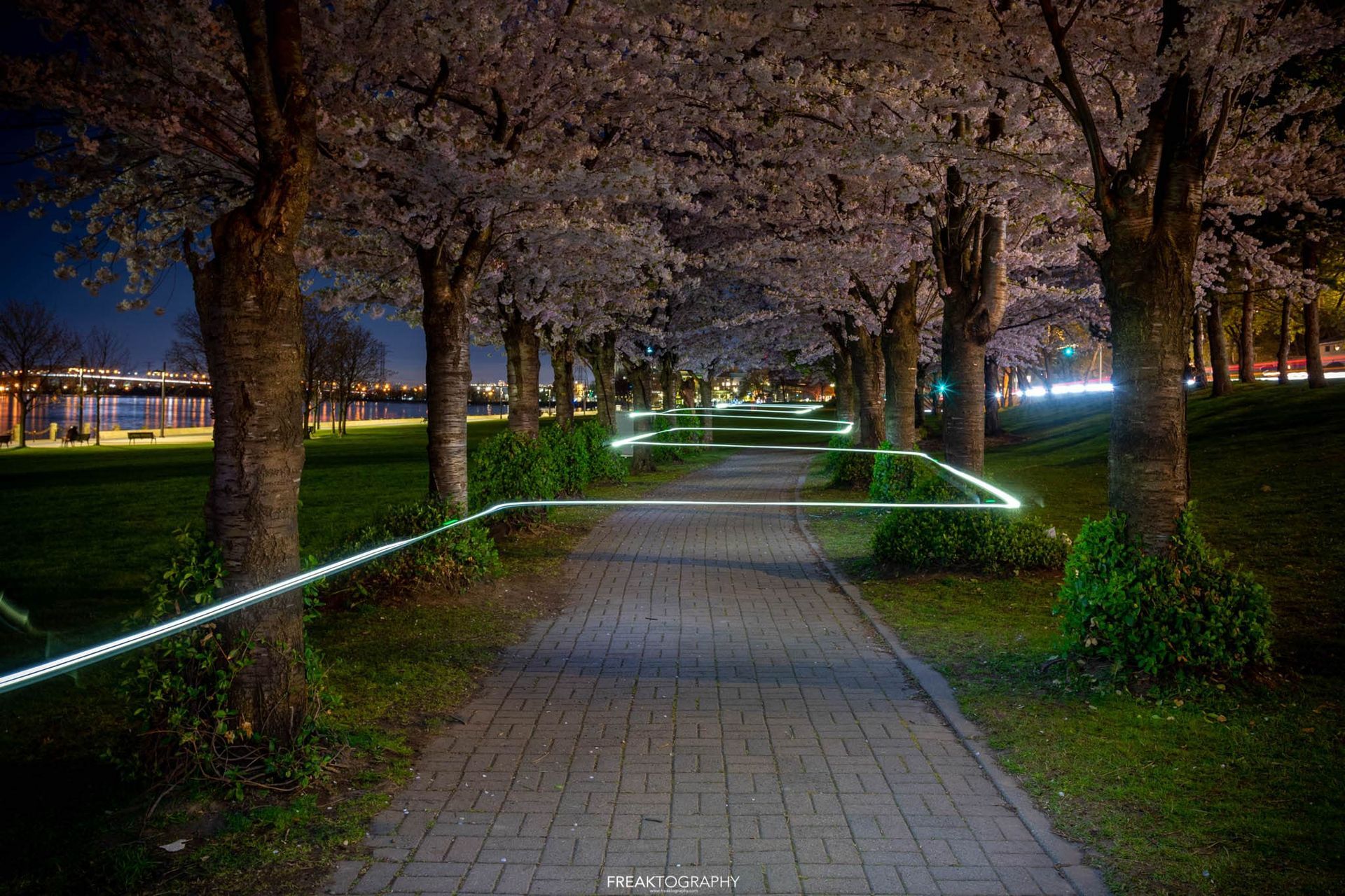 A path in a park lined with cherry blossom trees at night.