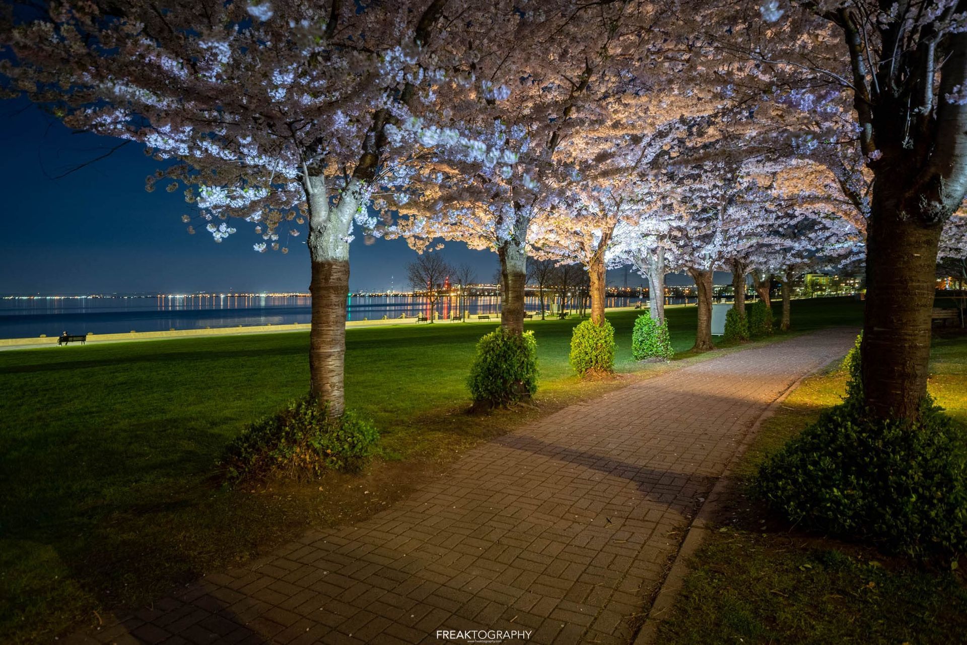 A row of cherry blossom trees are lit up at night in a park.
