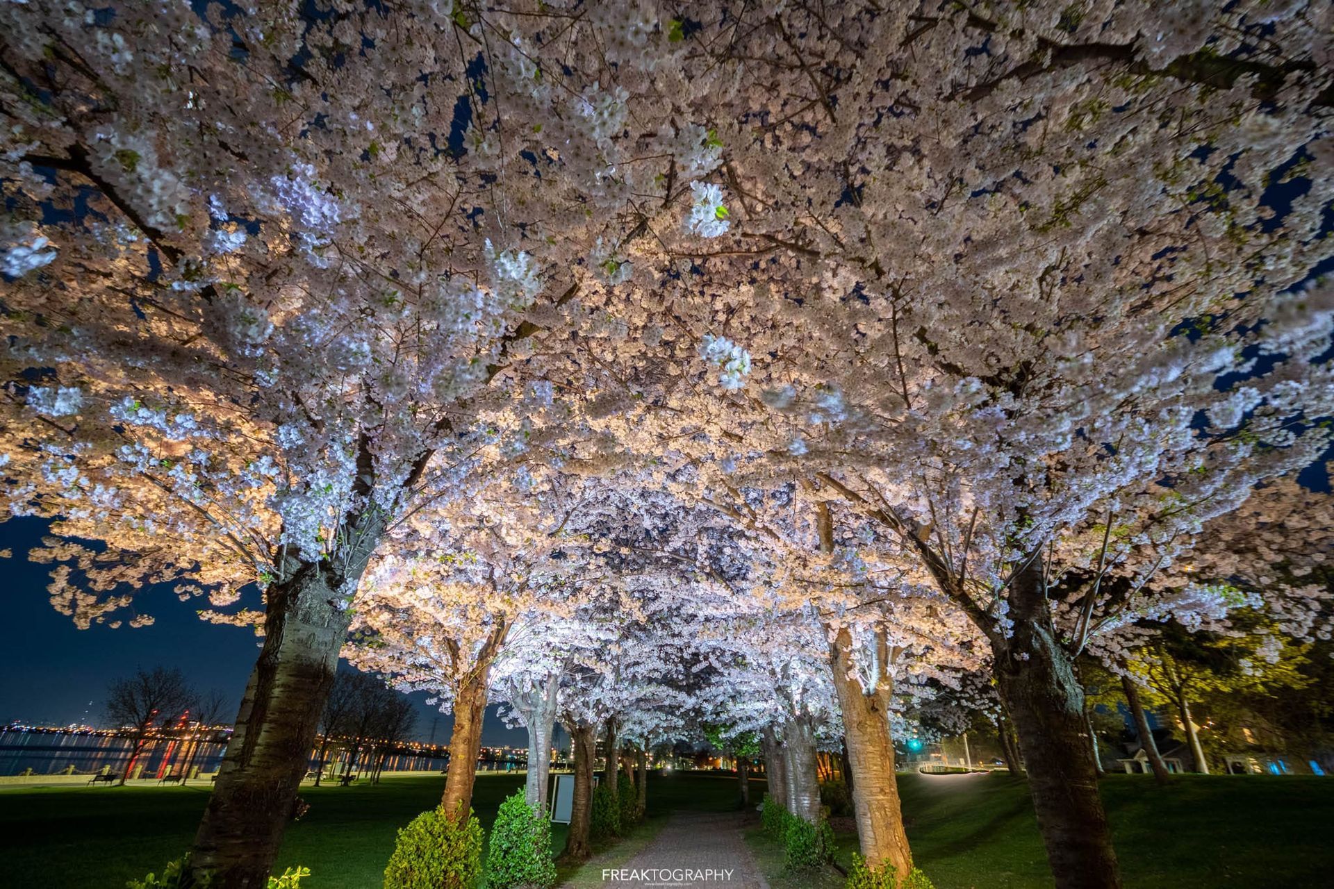 A row of cherry blossom trees are lit up at night.