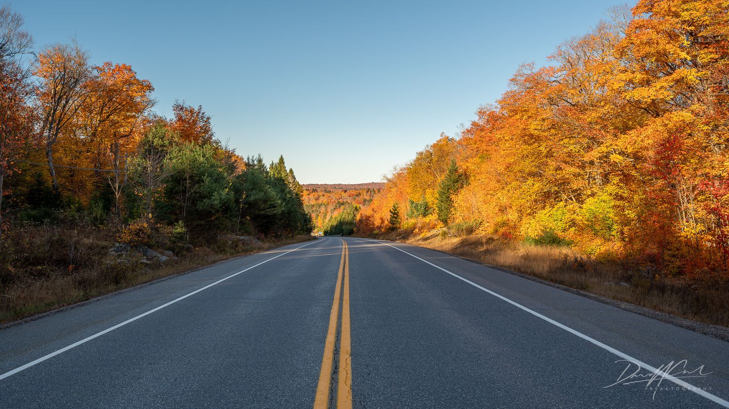 A road with trees on both sides of it and a blue sky in the background.